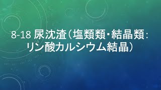 818 尿沈渣（塩類類・結晶類：リン酸カルシウム結晶） [upl. by Bromley]