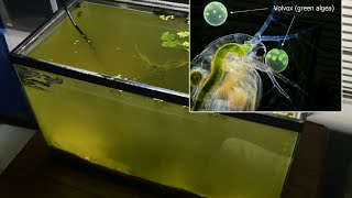 Raising Daphnia for the Freshwater Aquarium [upl. by Haldane]