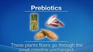 What Are Prebiotics and Probiotics  Herbalife Nutrition [upl. by Kraul79]