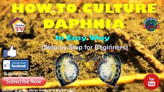 HOW TO CULTURE DAPHNIA In Easy Way [upl. by Ikim]