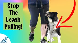 Loose Leash Walking Training  Professional Dog Training Tips [upl. by Ferguson]